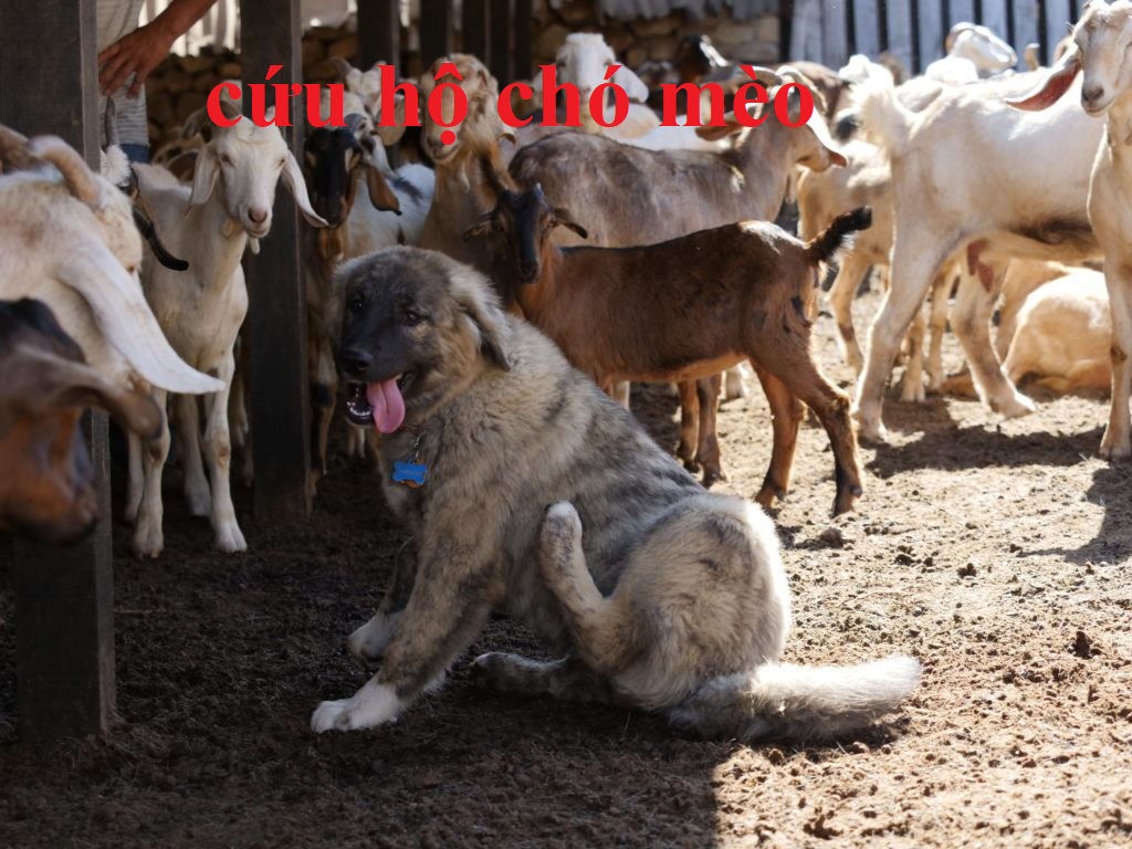 Cứu hộ chó mèo