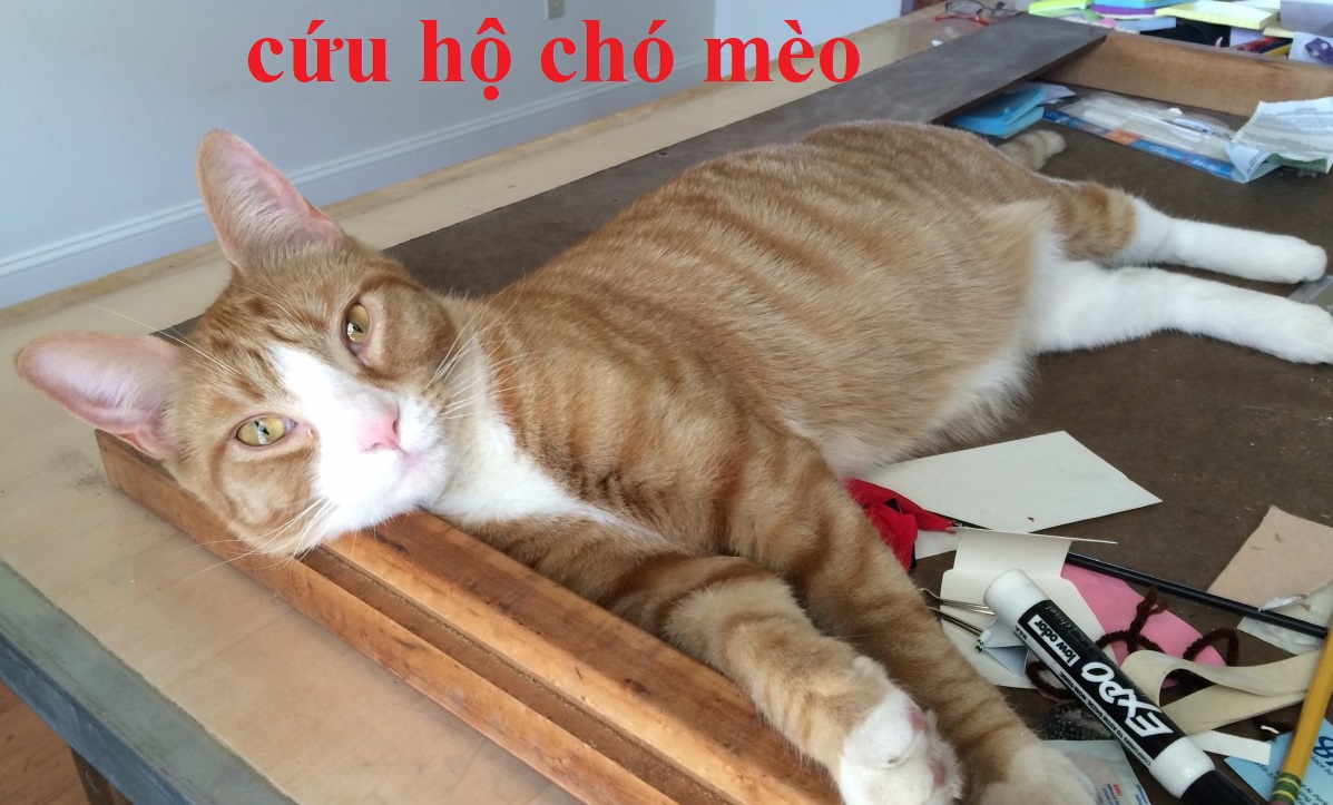 8 Địa chỉ cứu hộ chó mèo Sài Gòn