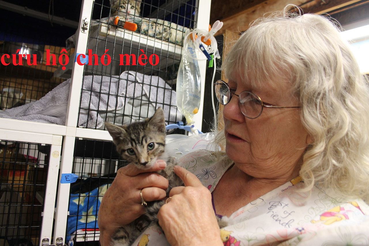 8 Địa chỉ cứu hộ chó mèo Sài Gòn 